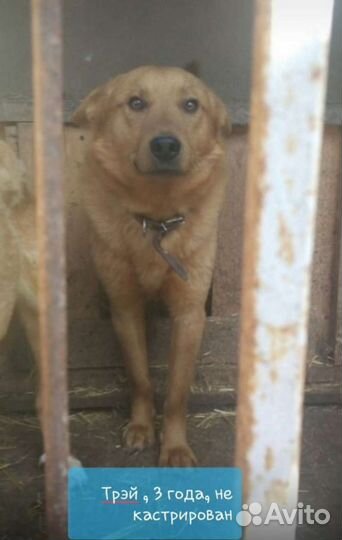 Собаки из приюта в добрые руки