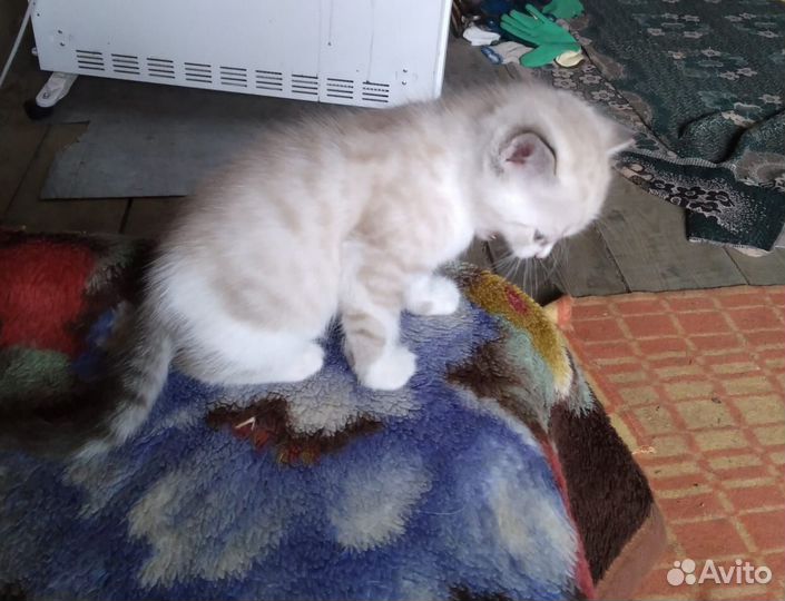 Котята