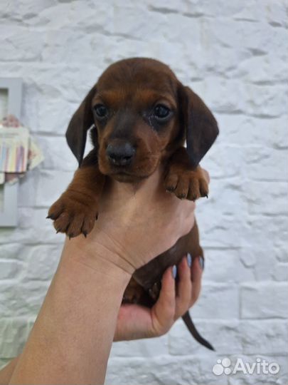 Щенки мини таксы