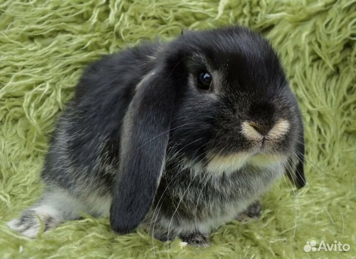 Декоративные карликовые кролики