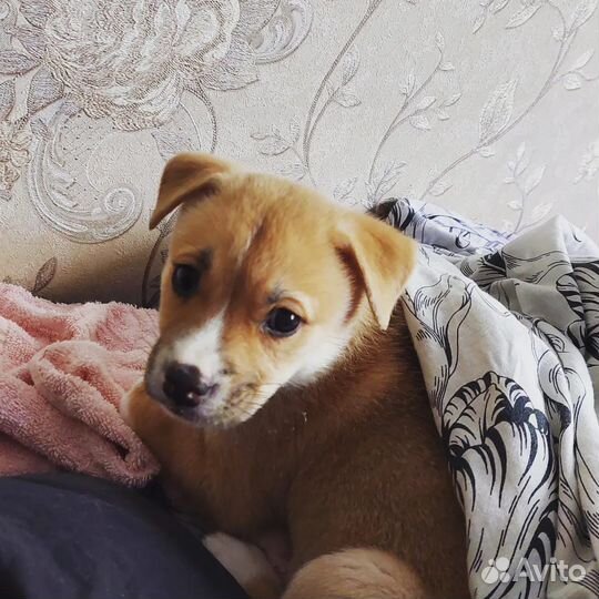 Щенок Джек-расссел терьер и басенджи