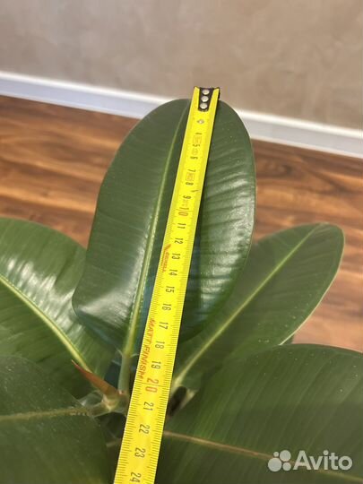 Фикус каучуковый