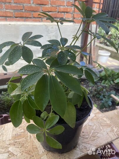 Комнатные цветы