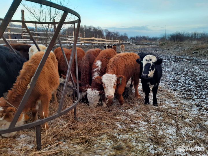 Бычки от 5 месяцев