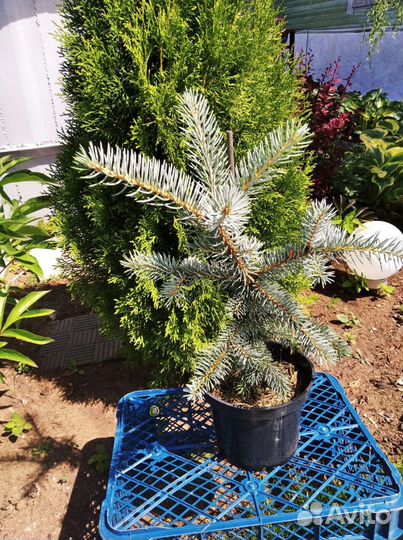 Ель голубая Блю Даймонд