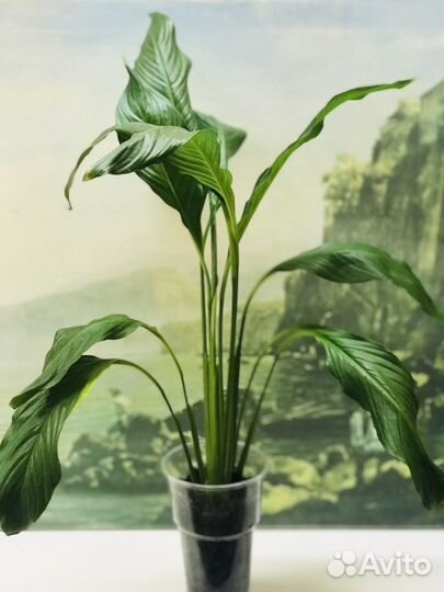 Спатифиллум