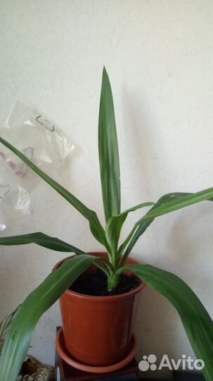 Комнатные цветы