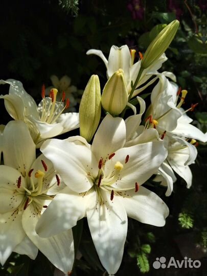 Лилии луковицы