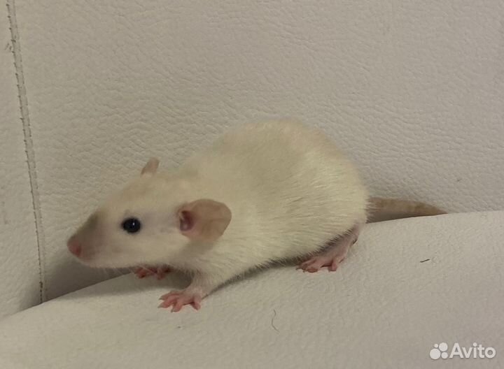 Крысята дамбо 1.5 мес