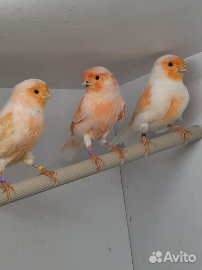Кенара и канарейки