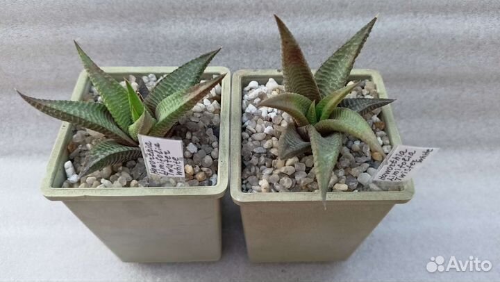 Кактусы и суккуленты