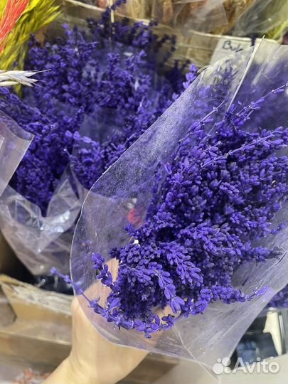 Лаванда сухоцвет