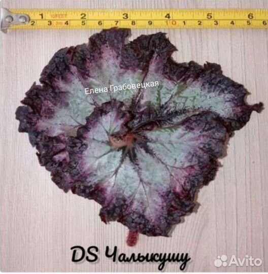 Бегонии. Излишки. Фрагменты с детками