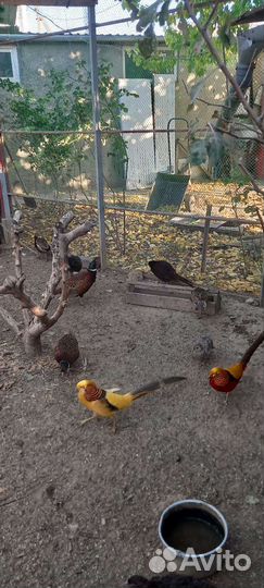 Фазаны и павлины