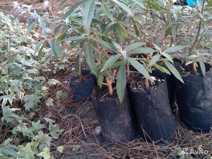 Буддлея белая Уайт Профьюжен (с медовым ароматом)