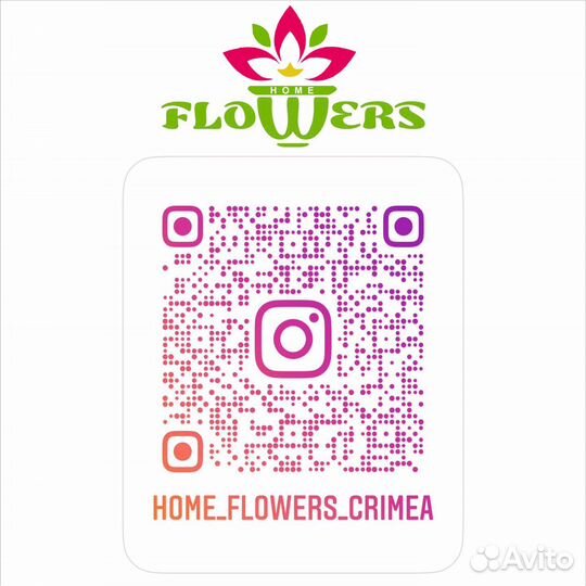 Орхидея фаленопсис на 2 цветоноса