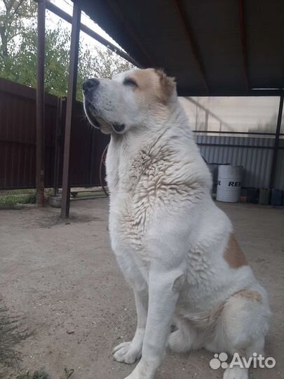 Ищет невесту