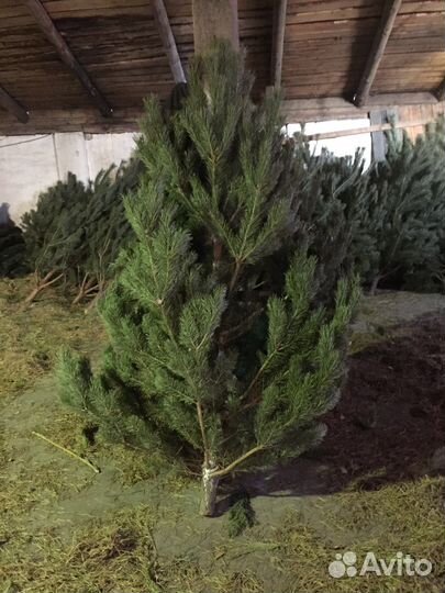 Новогодние деревья консультации