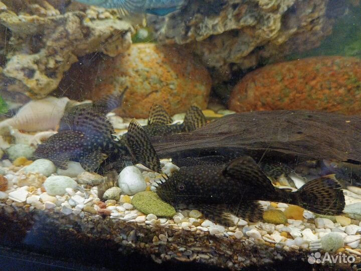 Сомики анциструсы