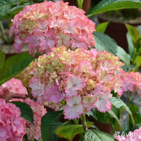 Гортензия крупнолистная Со Лонг Санни и др