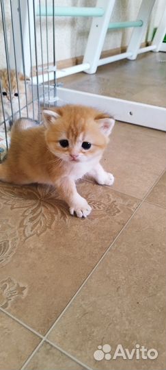 Кот шотландский
