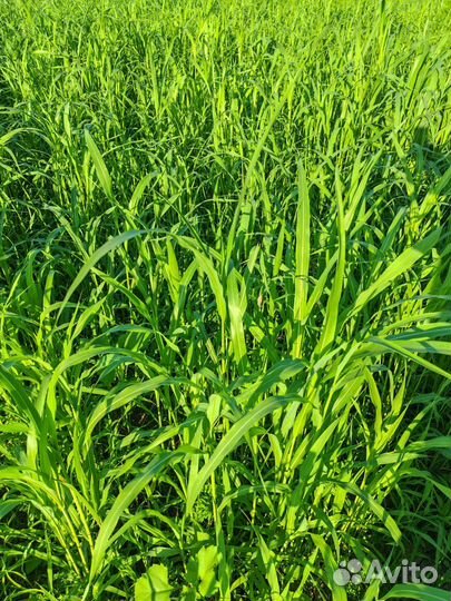 Сенокос на корню. Травостой