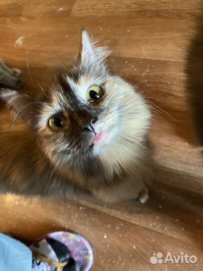 В добрые руки