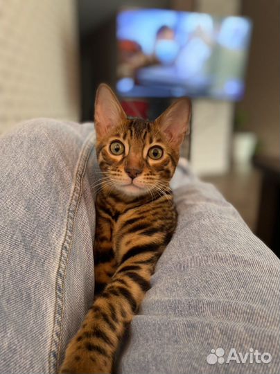 Бенгальский кот вязка