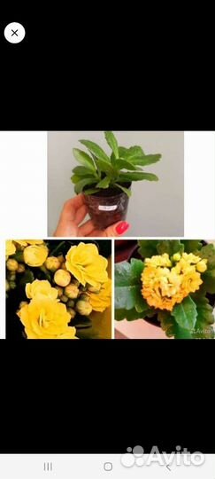 Каланхоэ розовый,жёлт,красн,оранж,малин,лосось