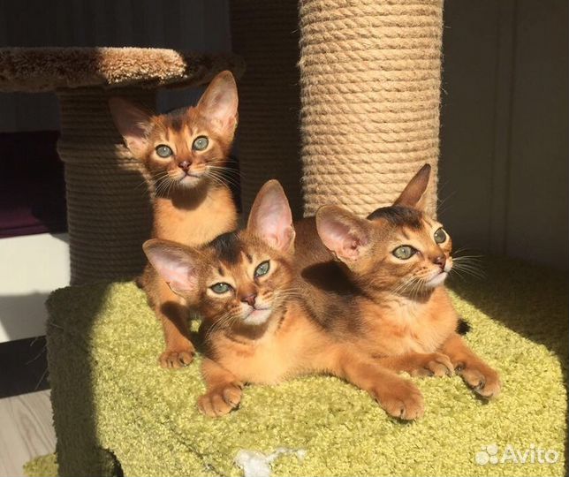 Абиссинские котята, помет С