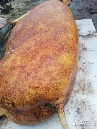 Мясо свинина домашняя