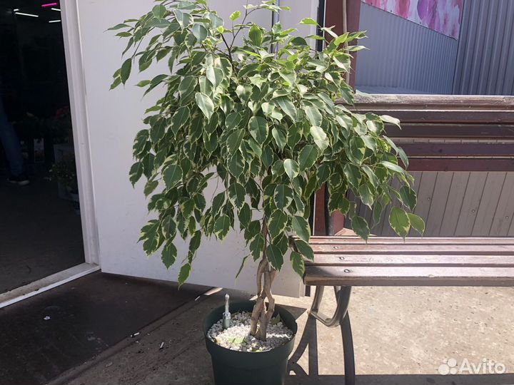 Бенджамина фикус плетеные стволы