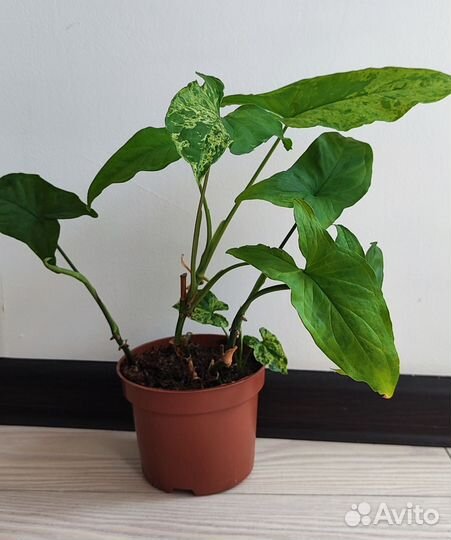 Сингониум моттлед мохито