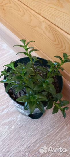 Немантус,Золотая рыбка