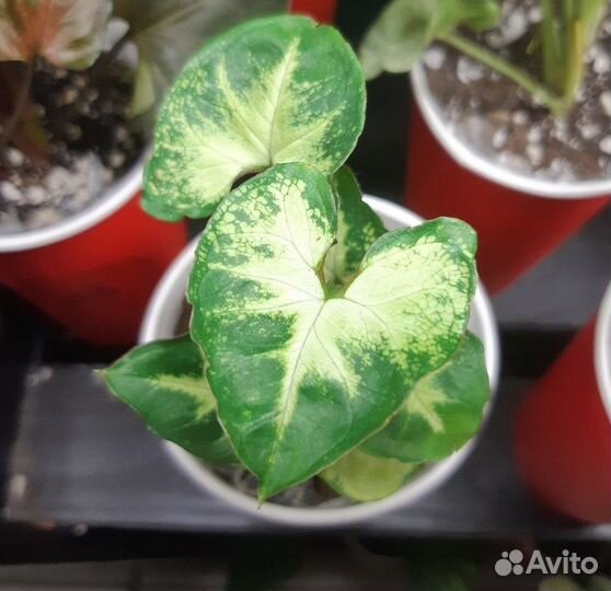 Сингониумы молодые укорененные разных сортов