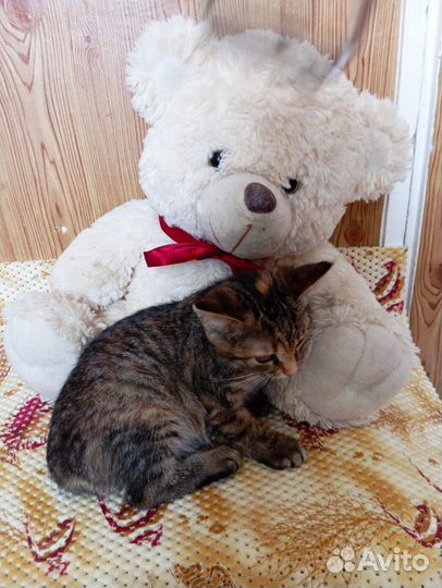 Кошечка в добрые руки