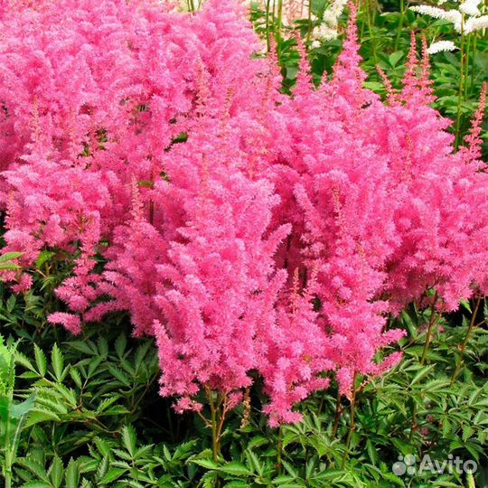 Астильба Арендса Глория Пурпуреа