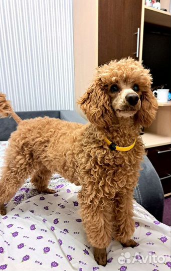 Вязка собак