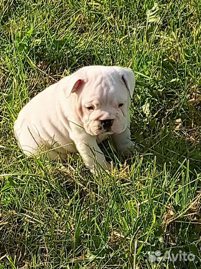 Английский бульдог