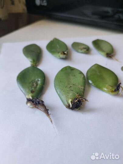 Толстянка детки