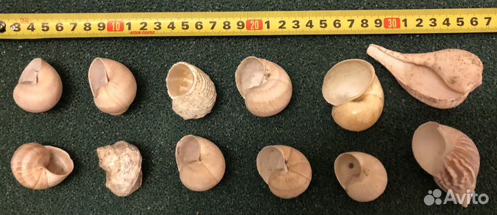 Ракушки камни песок для аквариума хобби