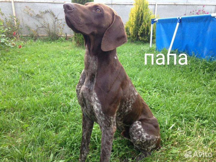 Щенки курцхаара