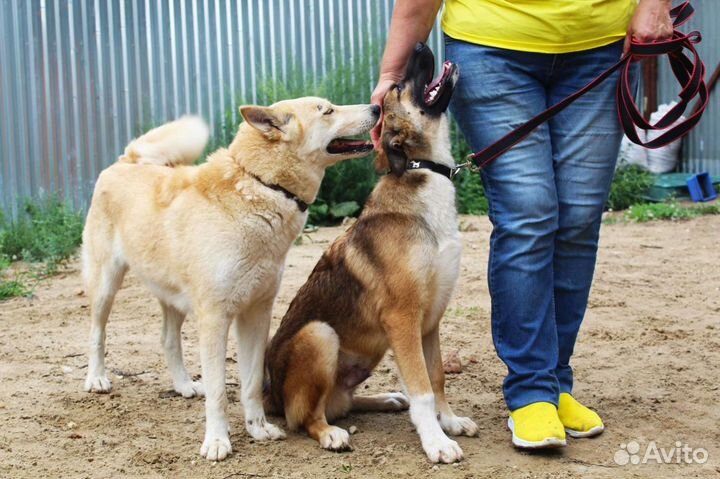 Метис лайки