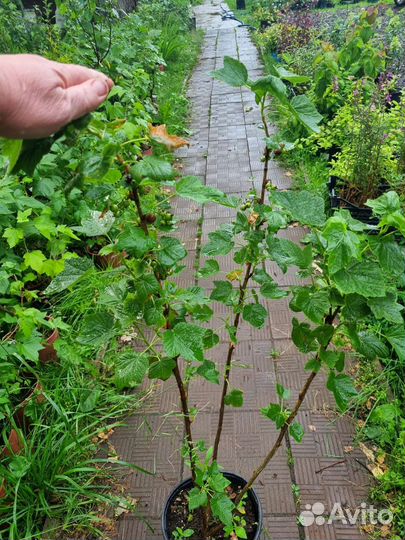 Саженцы черной смородины лучшие сорта