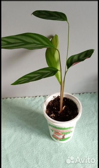 Пахистахис, замик, декабрист