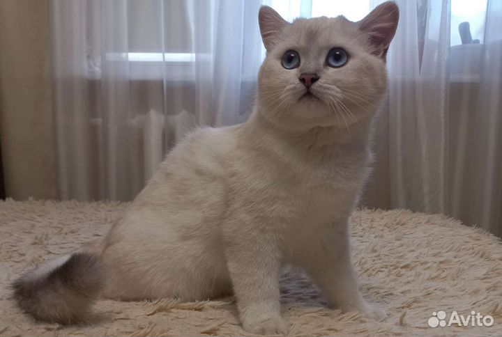 Британская серебристая шиншилла
