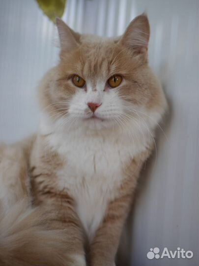 Кот ищет дом