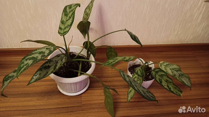 Комнатные растения цветы