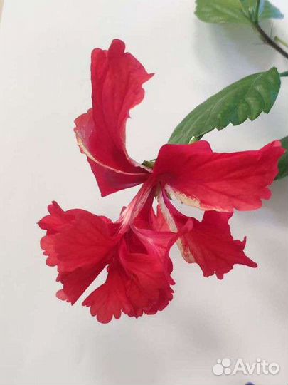Гибискус китайская роза