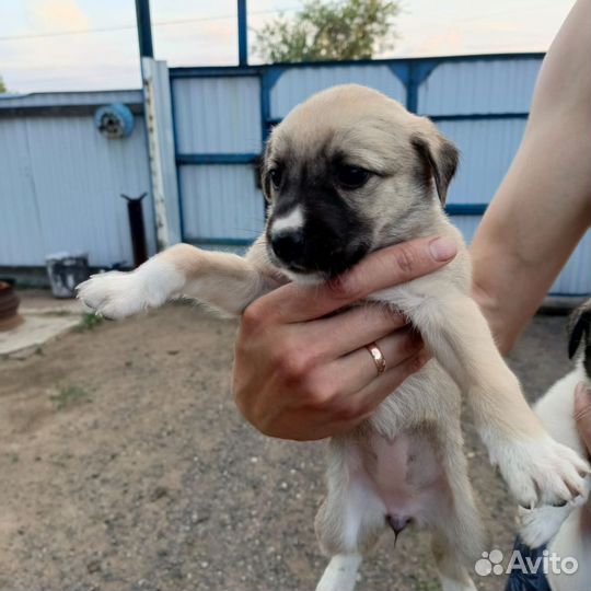 Отдам в добрые руки щенят